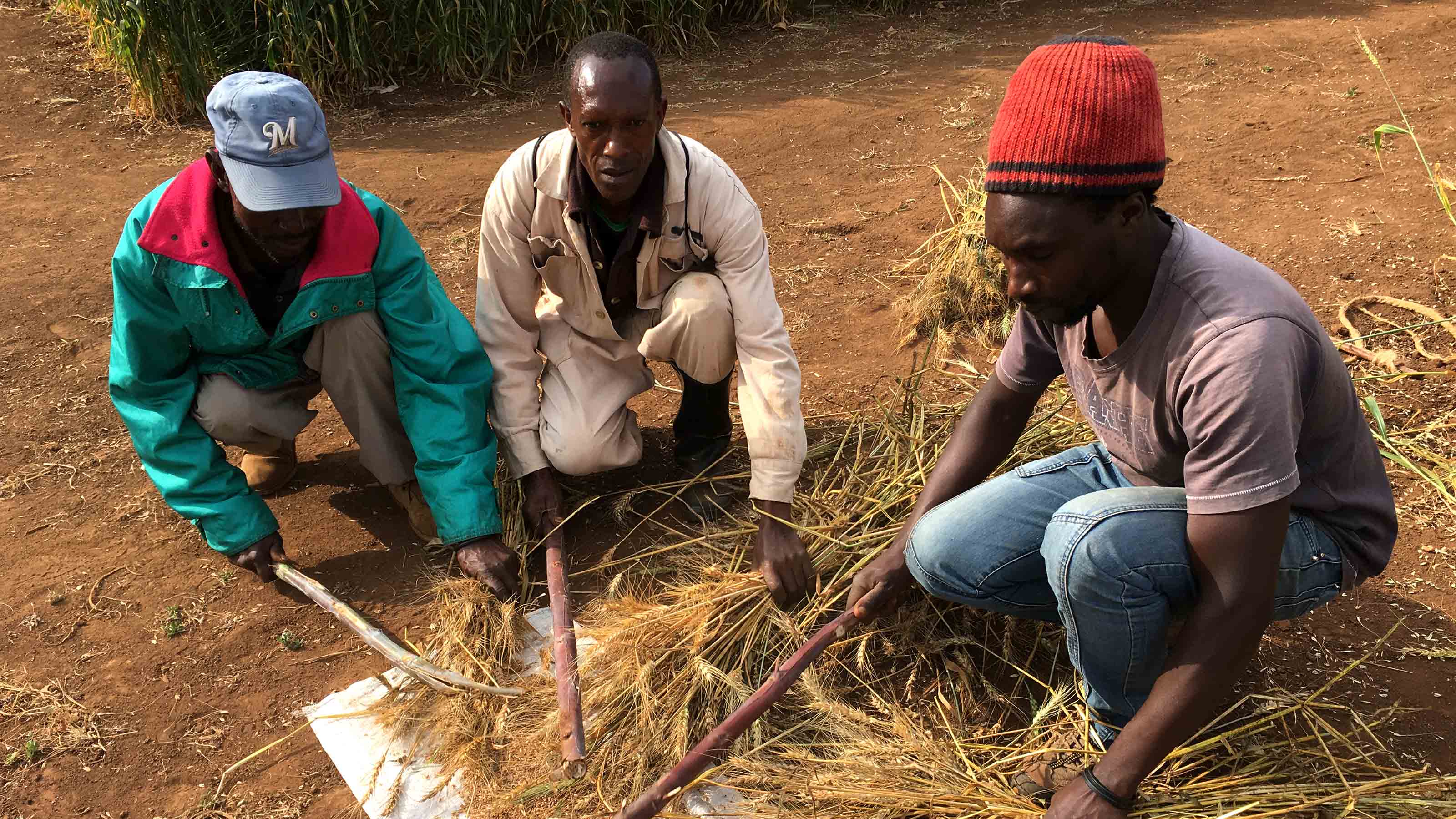 Workers with crops