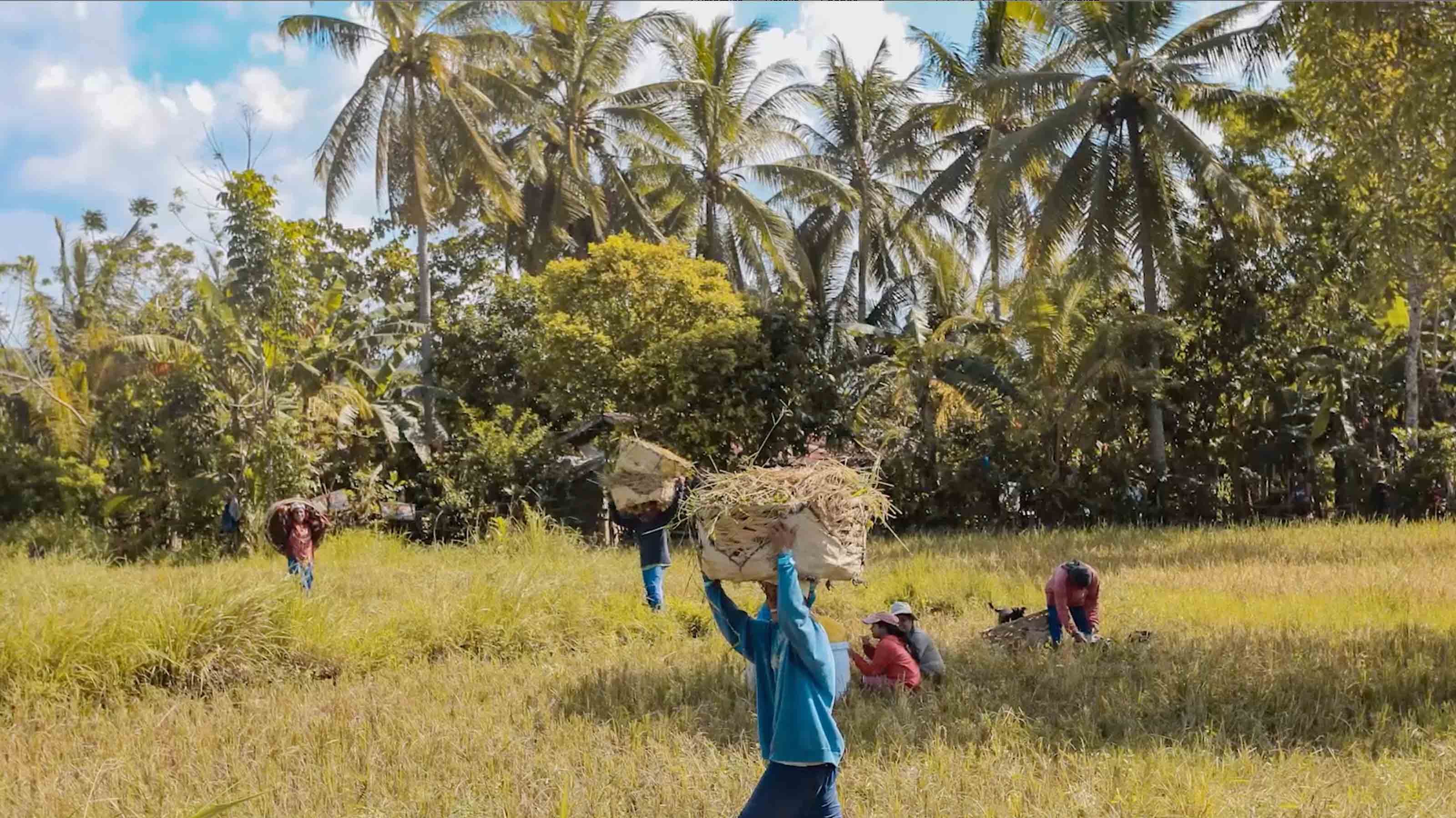 Farmers in the rice field