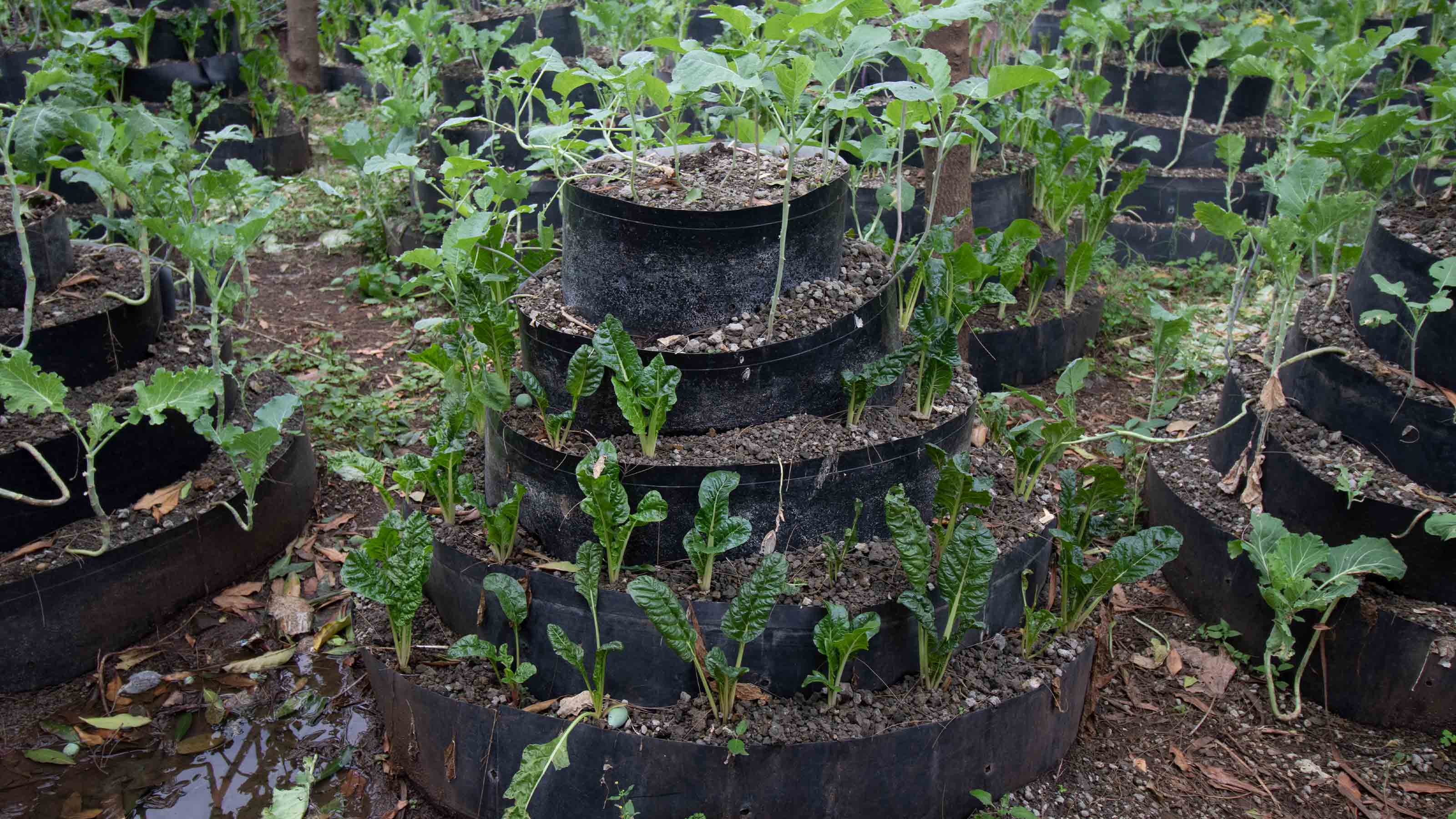 Vegetables in the garden